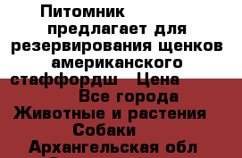 Питомник KURAT GRAD предлагает для резервирования щенков американского стаффордш › Цена ­ 25 000 - Все города Животные и растения » Собаки   . Архангельская обл.,Северодвинск г.